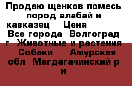 Продаю щенков помесь пород алабай и кавказец. › Цена ­ 1 500 - Все города, Волгоград г. Животные и растения » Собаки   . Амурская обл.,Магдагачинский р-н